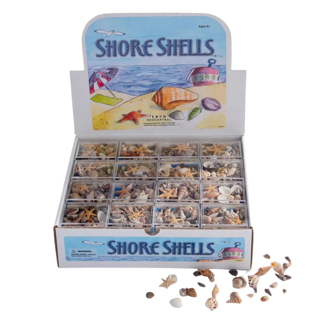 Shore Shells Souvenir Box
