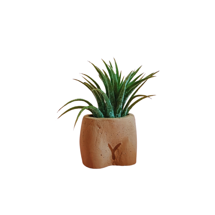 In the Nude Mini Plant with Air Plant
