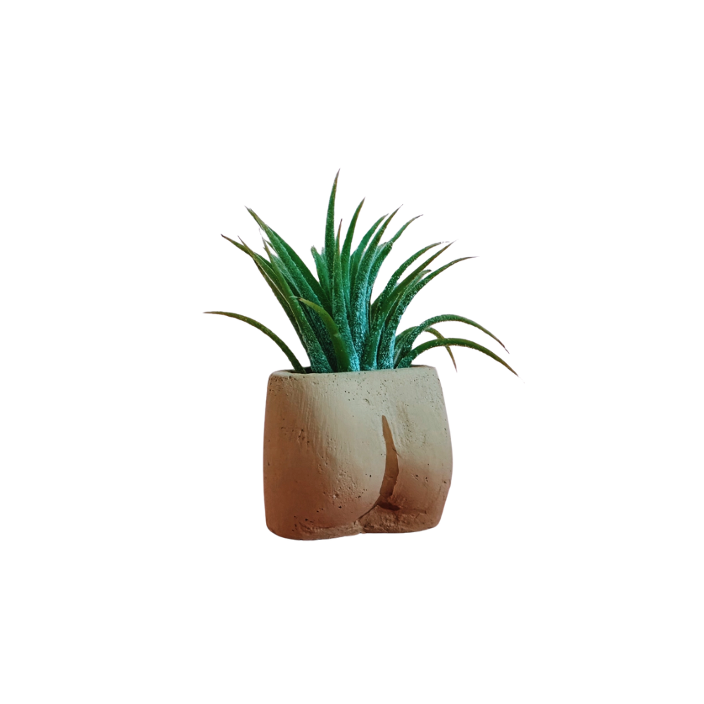 In the Nude Mini Plant with Air Plant