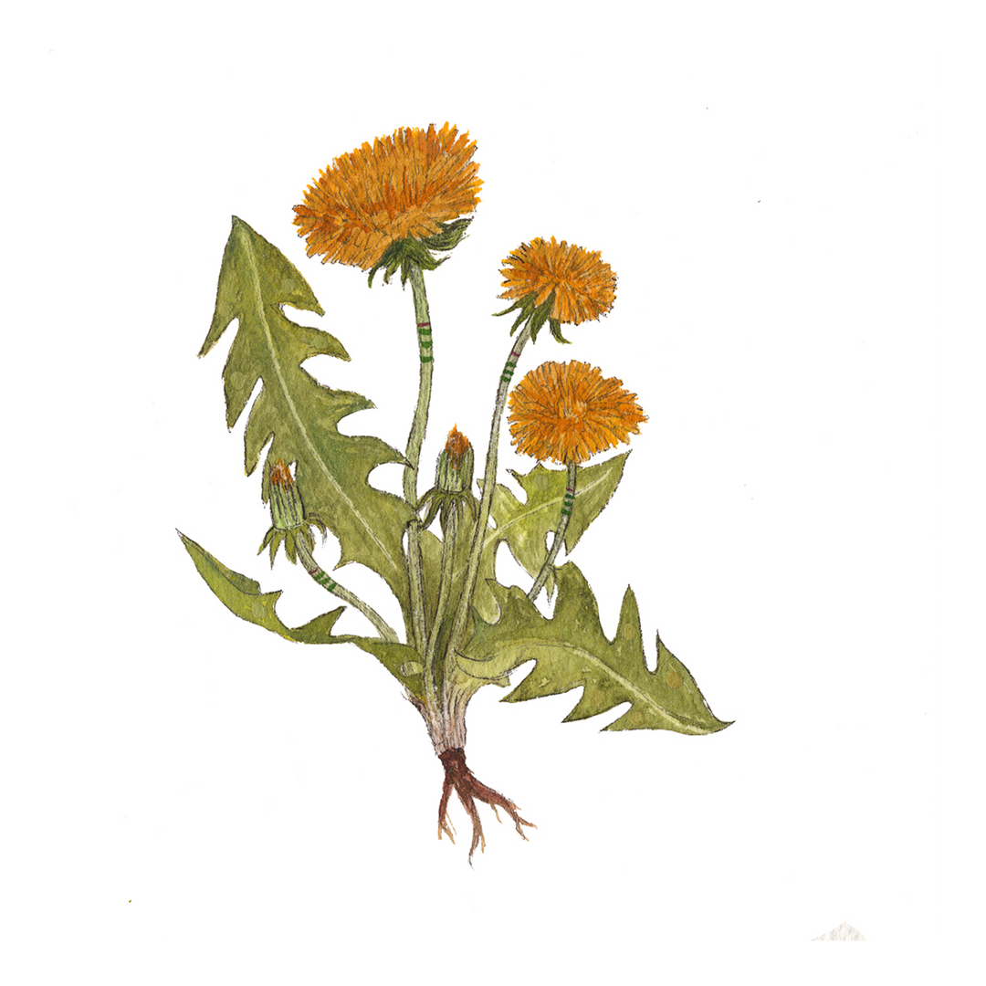 Collector: Dandelions - Art Print