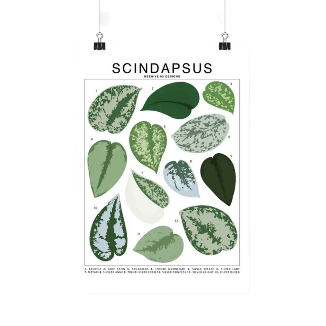 Scindapsus Species Id Chart - Botanical Houseplant Art Print