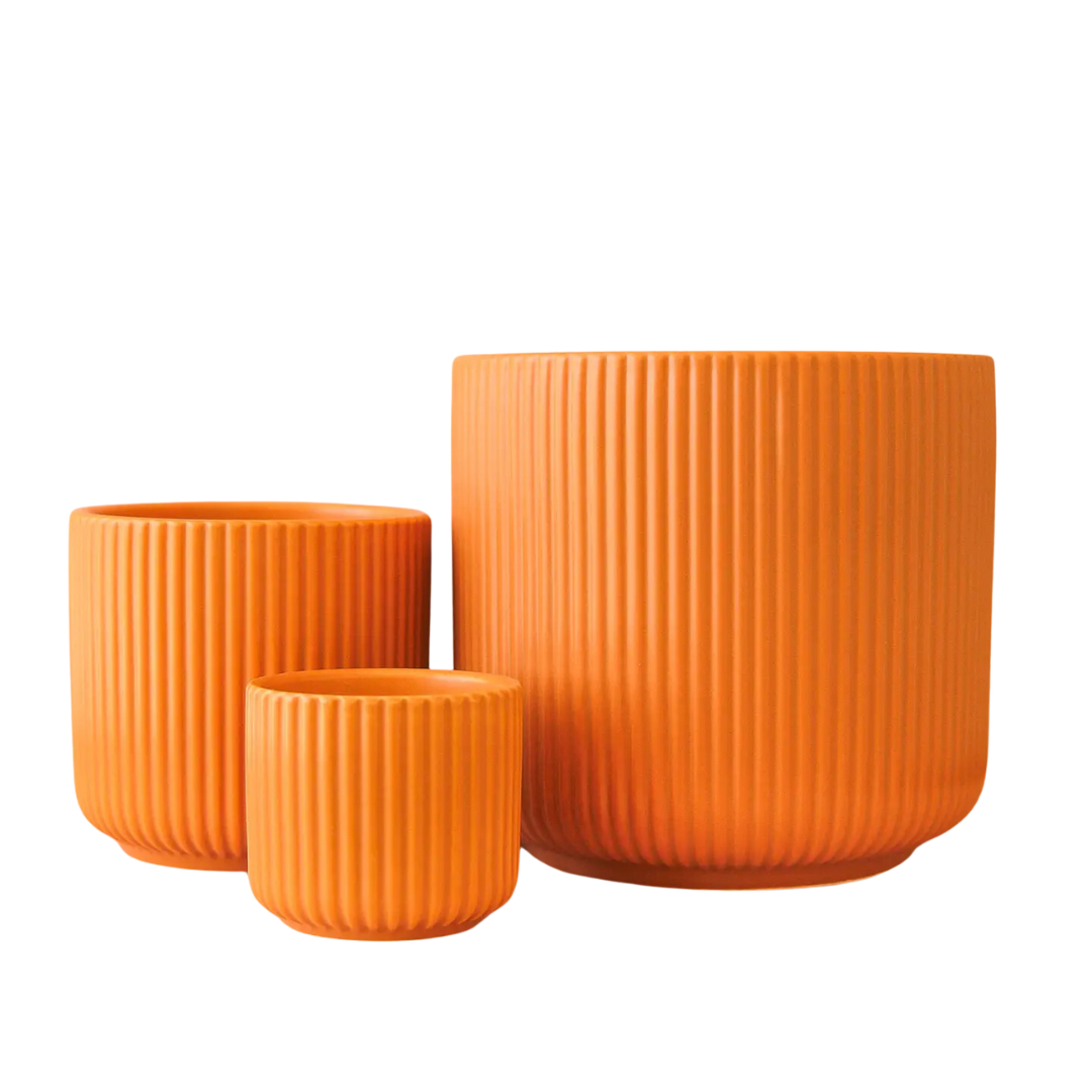 Lucy Planter - Ginger