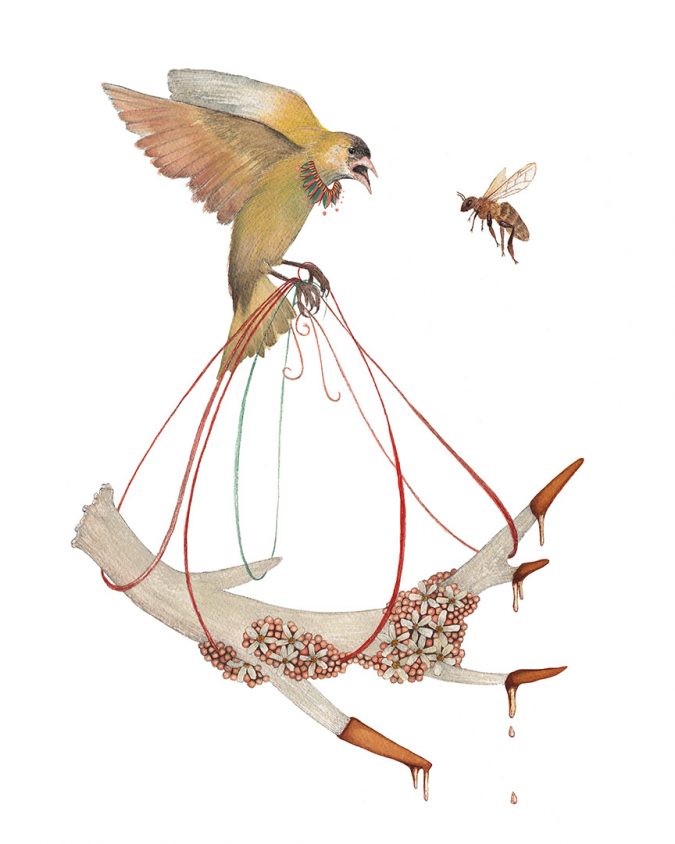 The Collector: The Honey - Art Print