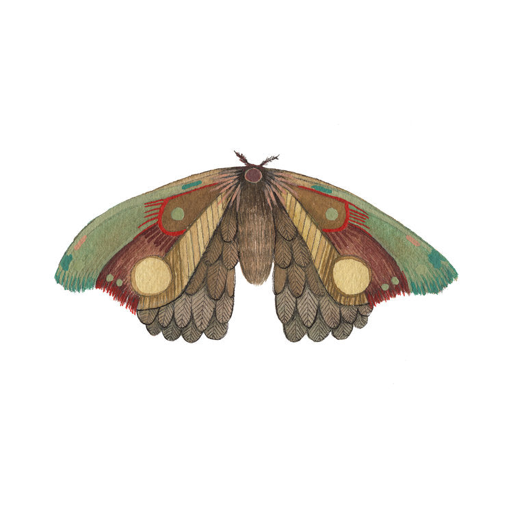 Collector: Moth 12 - Art Print