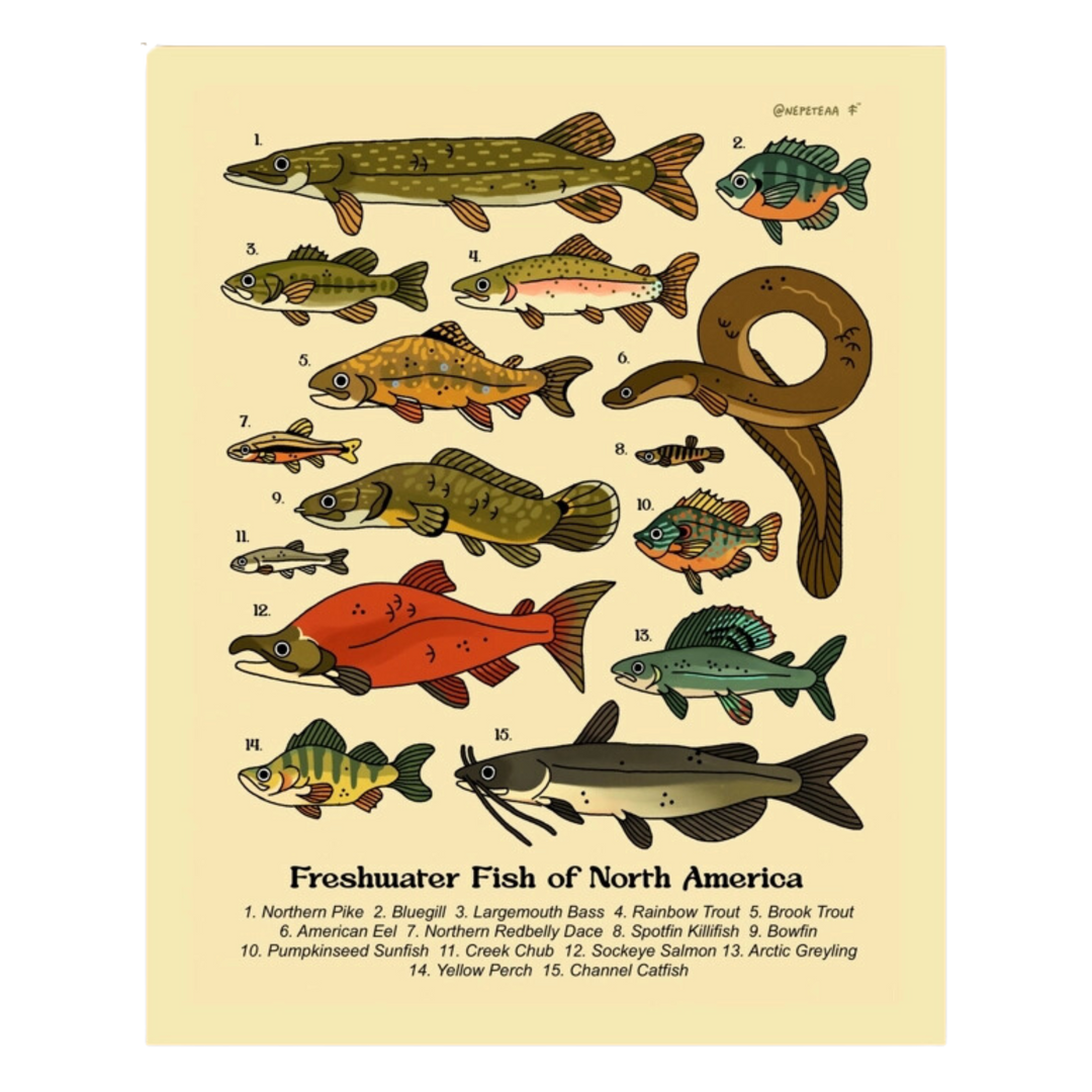 Freshwater Fish of North America Print