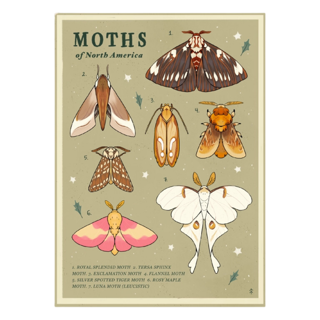 Moths of North America Print