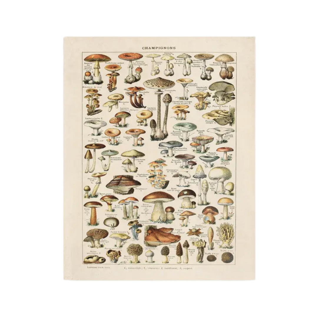 Vintage French Champignons Mushroom Print