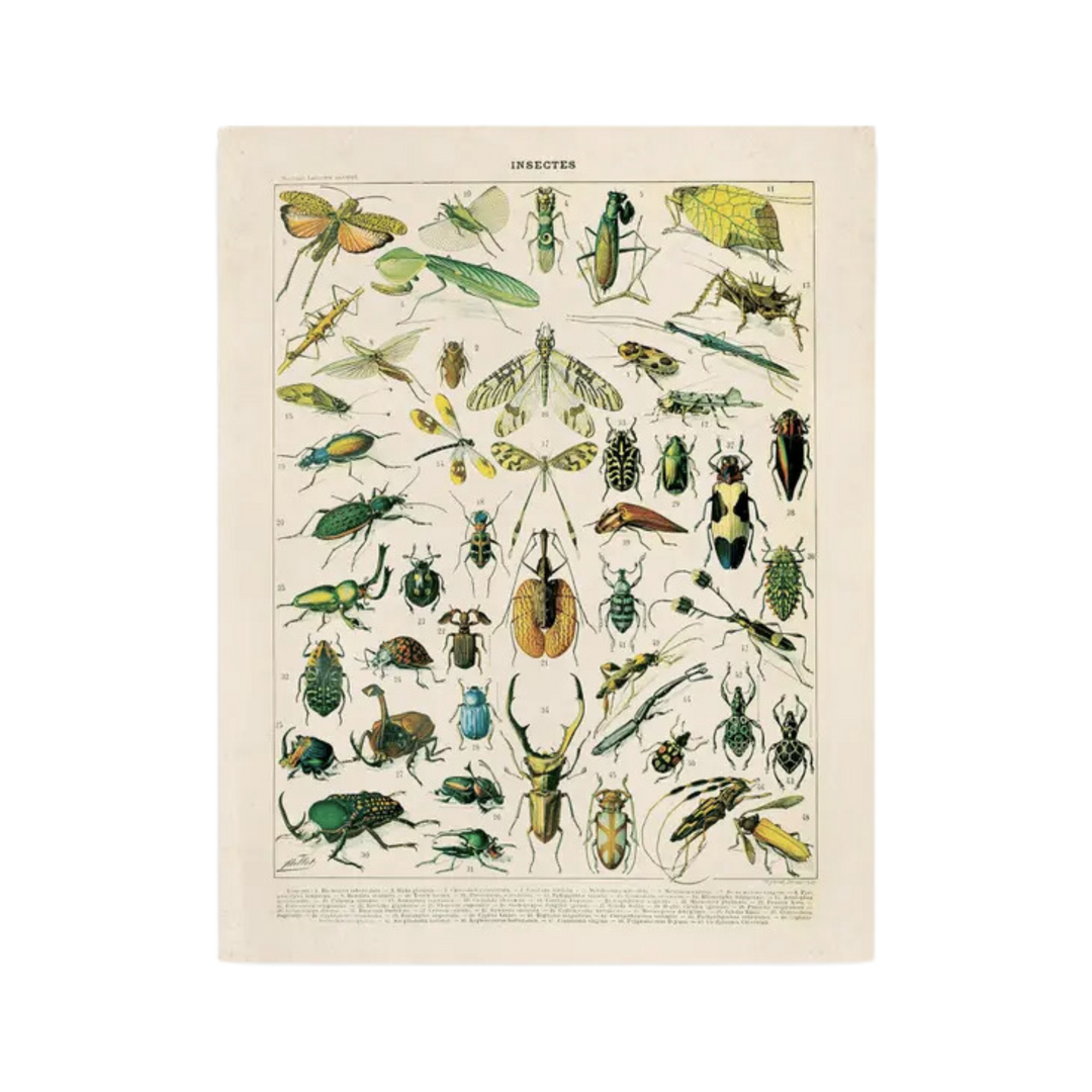 Vintage Millot Insects 1 Print
