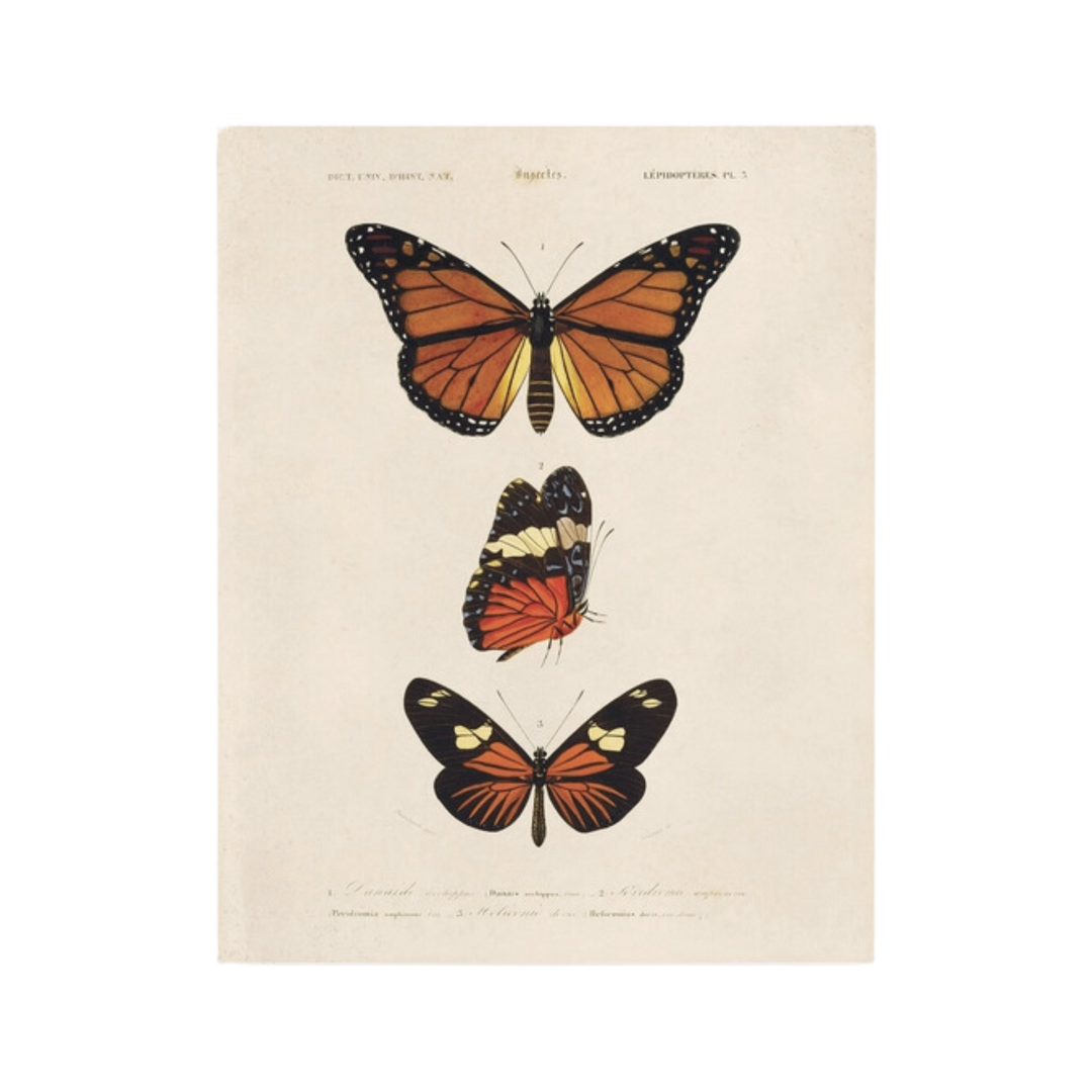 Vintage D'Orbigny Butterfly Print