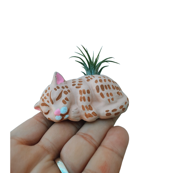 Mini Plant Pot with Air Plant