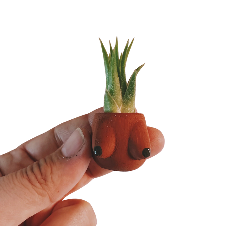 Mini Plant Pot with Air Plant