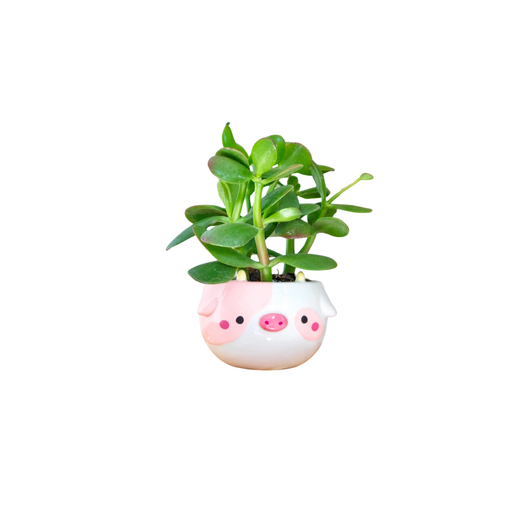 Cow Planter