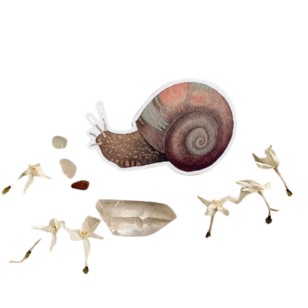 Snail - Sticker