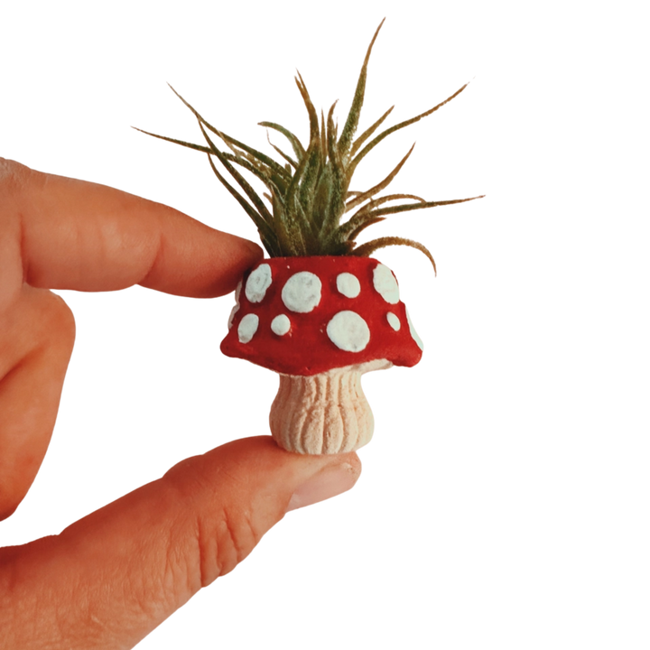 Mini Plant Pot with Air Plant