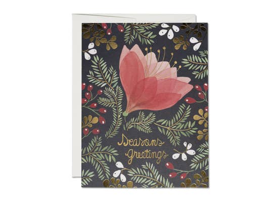 Amaryllis Holiday - Boxed Set