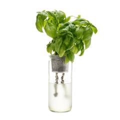 ECO PLANTER - ORGANIC BASIL