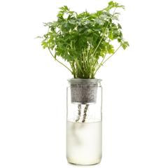 ECO PLANTER - ORGANIC PARSLEY