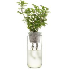 ECO PLANTER - ORGANIC MINT