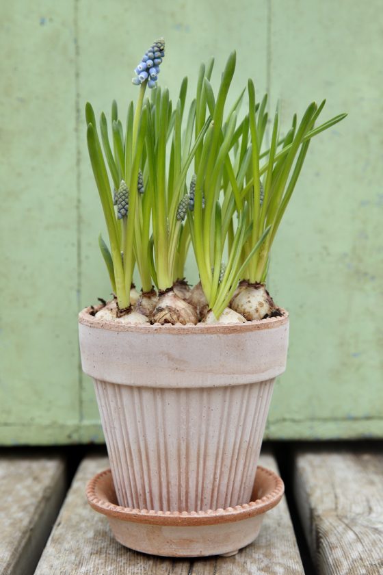 Simona Pot