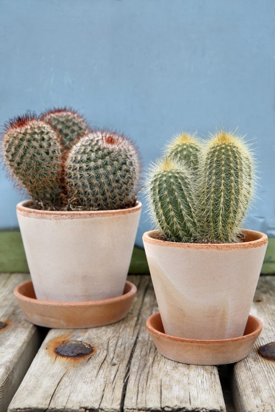 Julie Pot