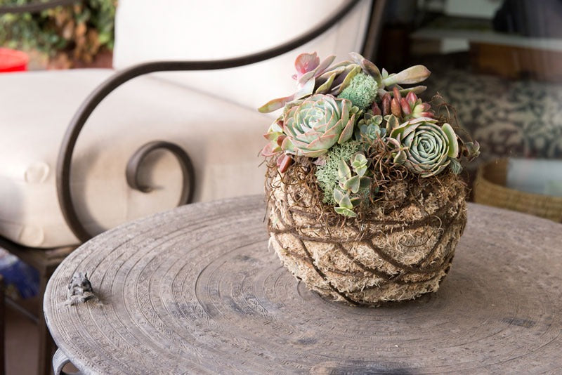 Kokedama - Blonde Sphagnum