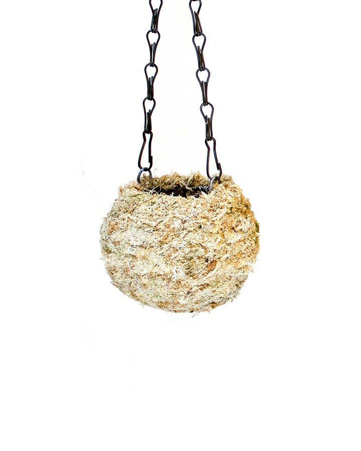 Kokedama - Blonde Sphagnum