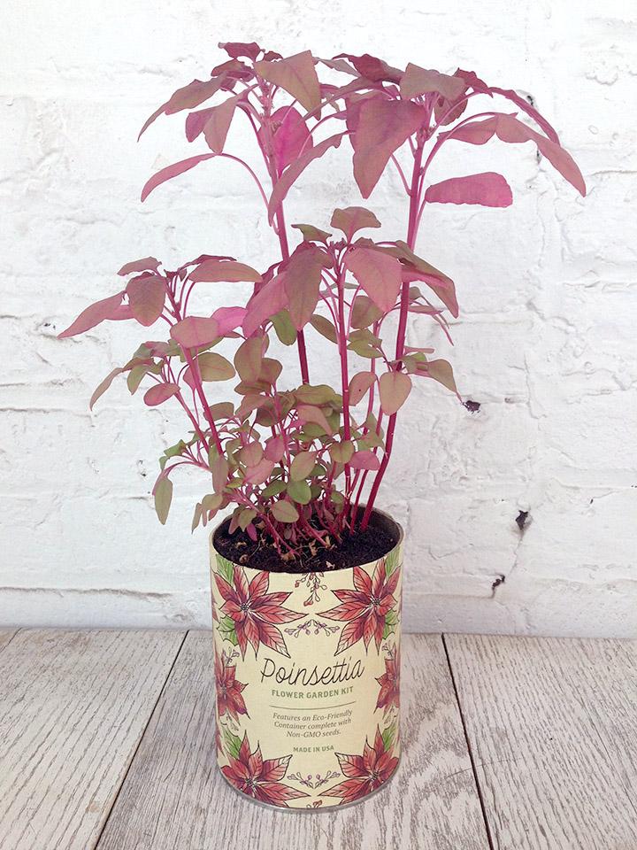 Poinsettia Grow Kit