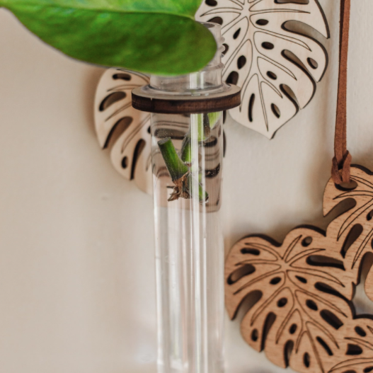 Climbing Monstera Hanging Propagation Station