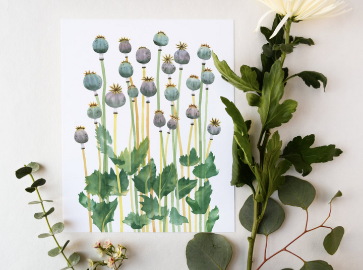 Poppy Pods Art Print