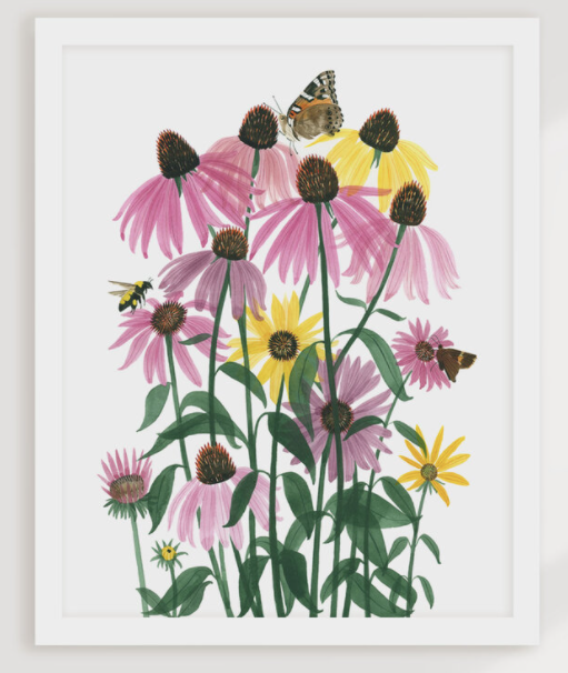 Coneflowers Art Print - 11"x14"