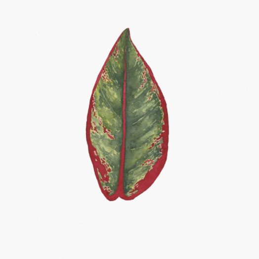Chinese Evergreen Houseplant Art Print