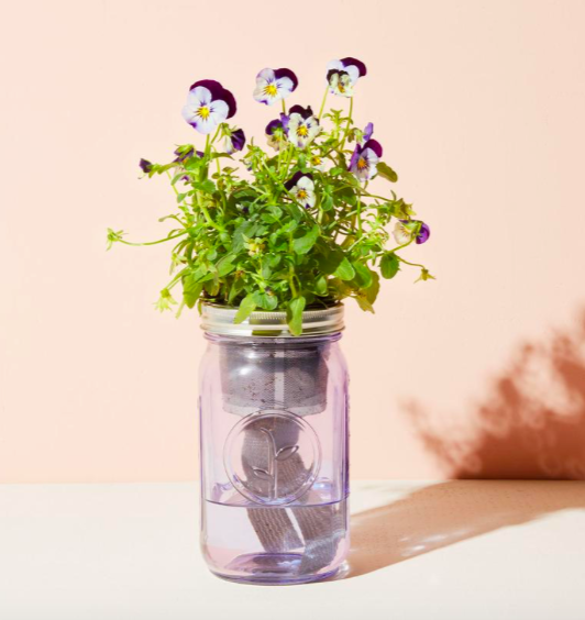 GARDEN JAR - PANSY