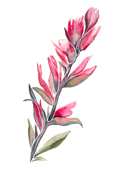 Indian Paintbrush II 5x7 Art Print