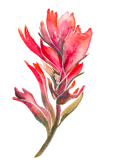 Indian Paintbrush III 5x7 Art Print