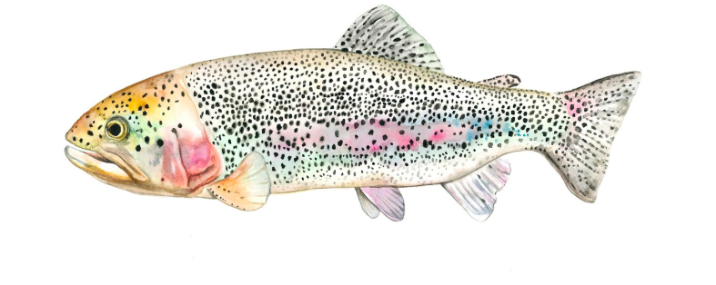 Rainbow Trout 7x11 Art Print