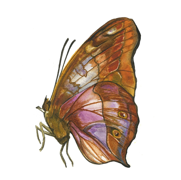 Granny's Cloak Moth 5x7 Art Print