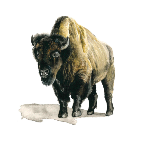 Bison 5x7 Art Print