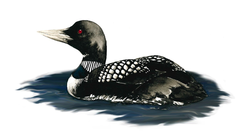 Loon 5x7 Art Print