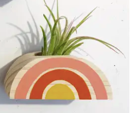 Rainbow Air Plant Magnet (PLANT NOT INCLUDED)