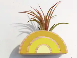 Rainbow Air Plant Magnet (PLANT NOT INCLUDED)