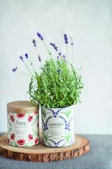WAXED PLANTER - LAVENDER GROW KIT