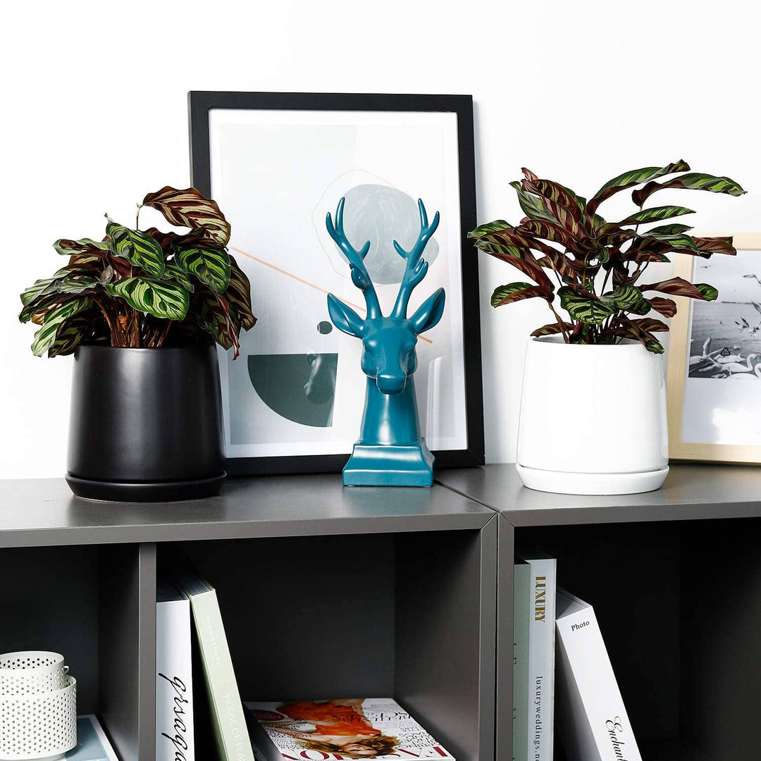 5.7 Inch Ceramic Glazed Plant Pot