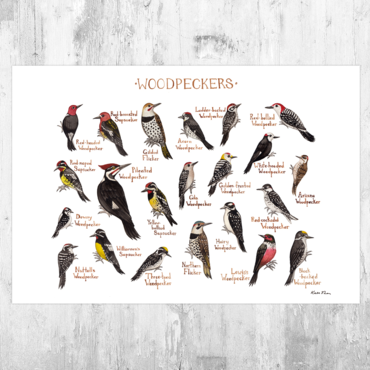 Woodpeckers of North America 13x19 Print