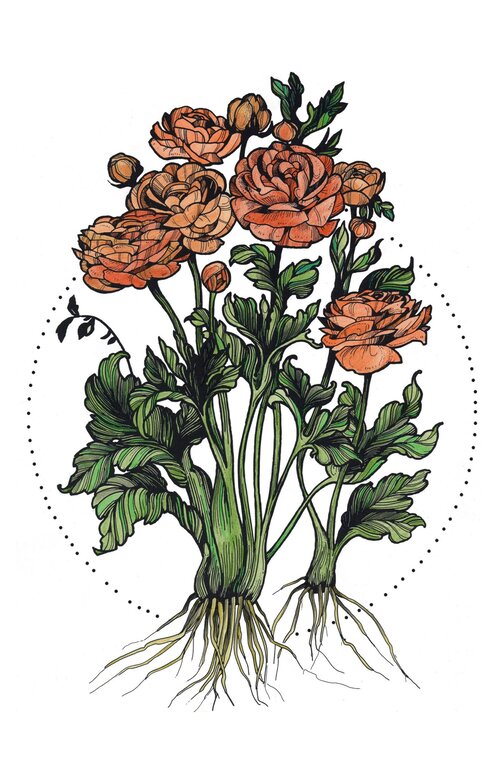 Ranunculus 11x17 Print