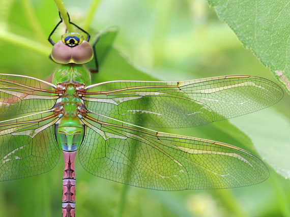 Common Green Darner Dragonfly