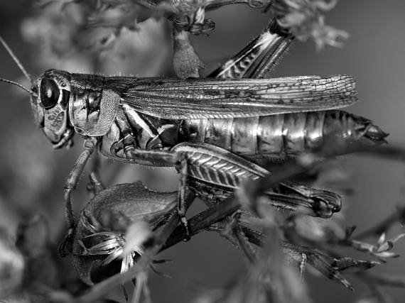 Grasshopper