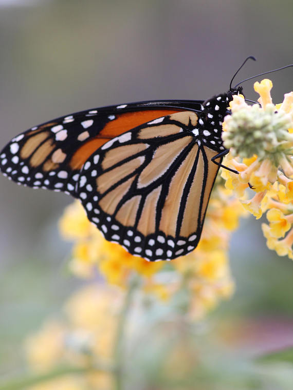 Old North End Monarch Butterfly