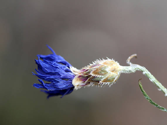 Centaurea in November