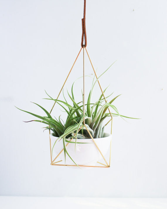 Hanging Brass Air Plant Holder 2' Leather Cord