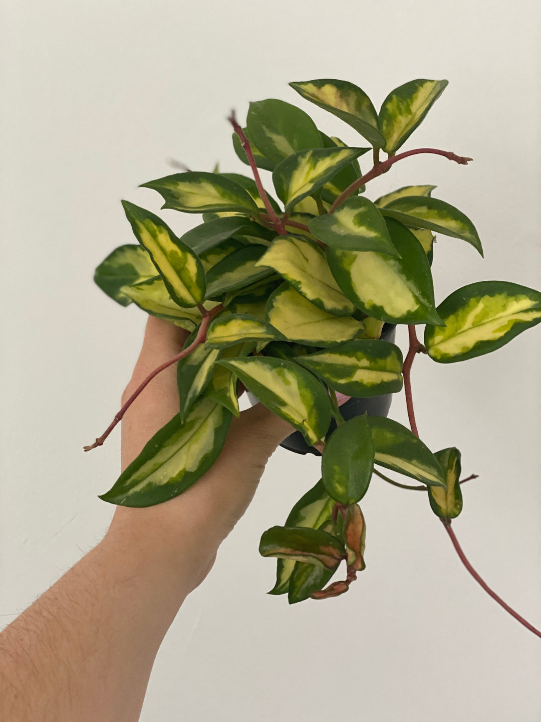 Hoya Carnosa Rubra aka Krimson Prince